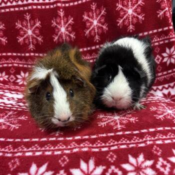 Rescue Guinea Pig Guinea Pigs for Adoption in Quakertown, Pennsylvania - Oreo Bonded To Glorg | PetCurious